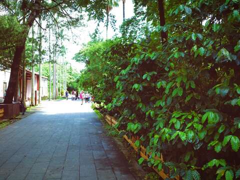 另外位於中正區的台北植物園內，在欽差行臺與腊葉館之間也種植了數株咖啡