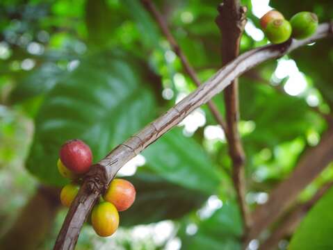 成熟的果實由深綠轉成鮮紅色，由於色澤與櫻桃相近，故暱稱之「咖啡櫻桃」