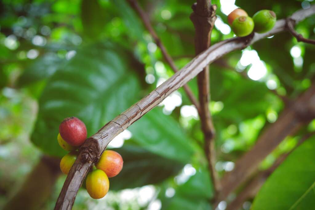 成熟的果實由深綠轉成鮮紅色，由於色澤與櫻桃相近，故暱稱之「咖啡櫻桃」