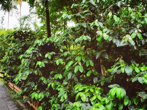 我們常喝的阿拉比卡咖啡，樹高可達3至7 公尺，但為了採收方便，常將其修剪至2公尺以下