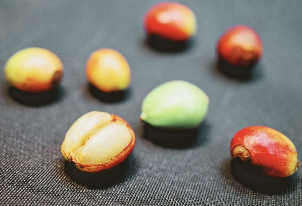 每顆「咖啡櫻桃」裡又含有一對種子，這對種子就是咖啡豆