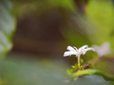 開花時緊生於咖啡樹枝呈簇狀，白色的花瓣及清淡的茉莉花香，顯得高貴優雅