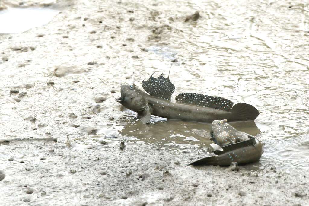 社子島濕地可觀察到逗趣的彈塗魚
