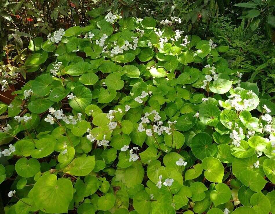 飄舞在典藏植物園的粉蝶-蘭嶼秋海棠