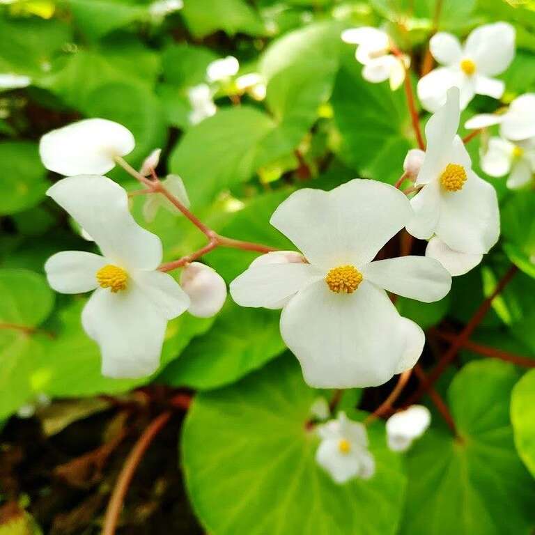 兰屿秋海棠雄性花的花被片只有4片，多为白色或浅粉红色、雌花具5片花被片。