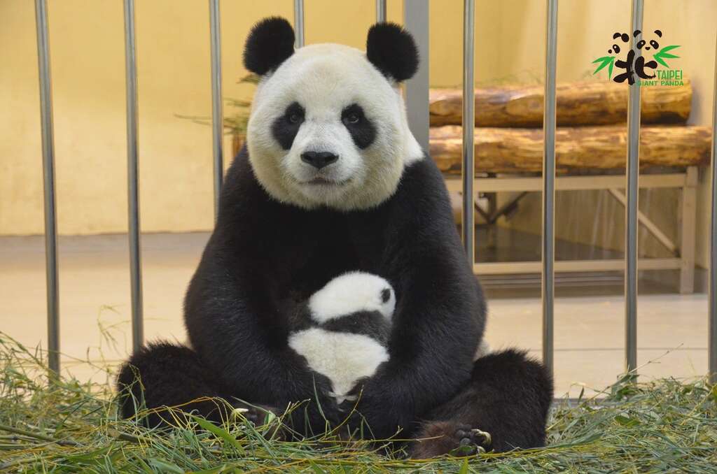 大猫熊妈妈的乳汁，在泌乳第14天，水份高达85%，蛋白质与脂肪却分别占了5%及7%