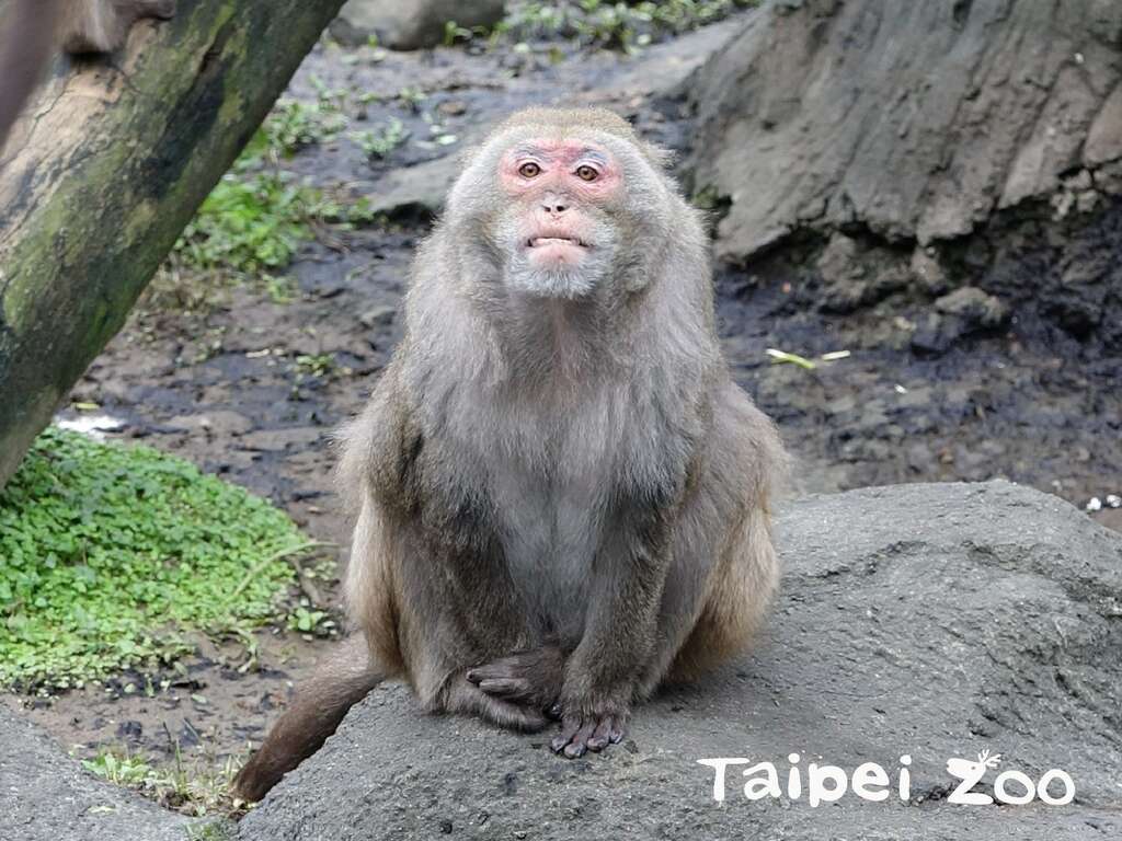 目前掌管猴岛的猴子为「荣哥」