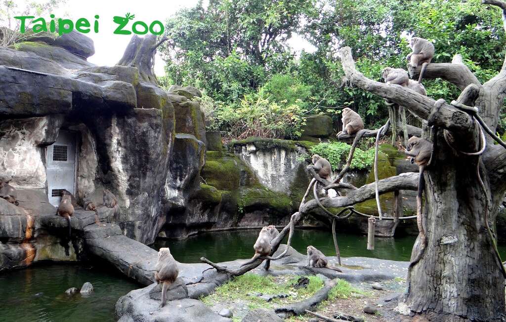 每只台湾猕猴都有固定的吃饭位置