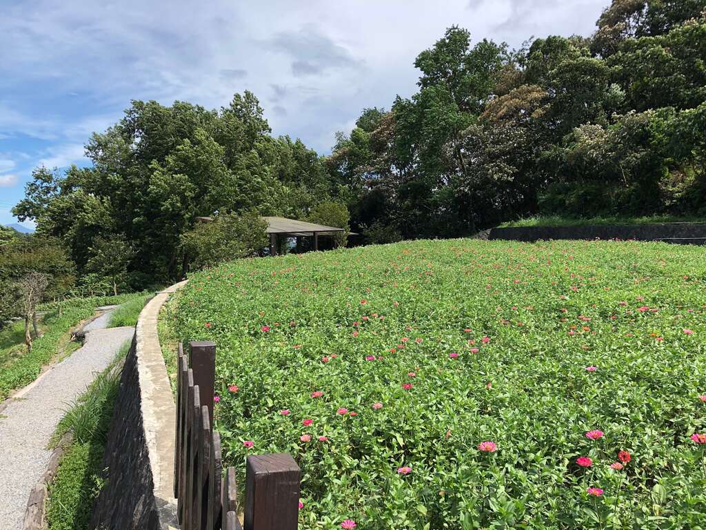 樟树步道百日草