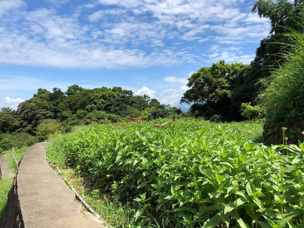 樟树步道遍野的百日草