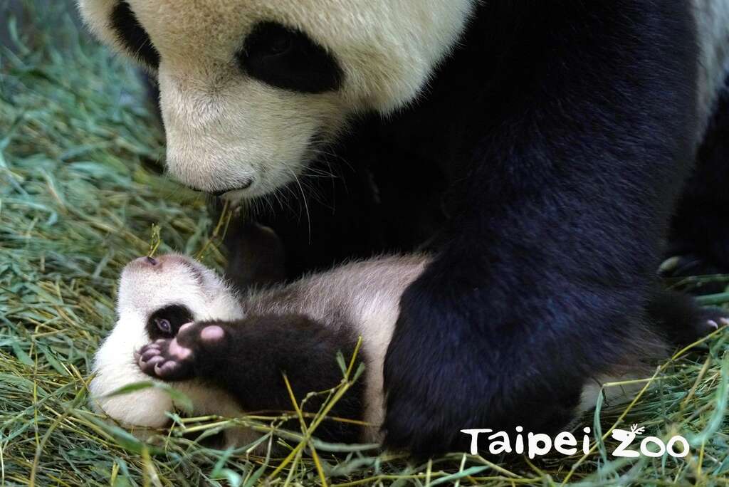 圓圓：寶貝妳要快快長大哦！