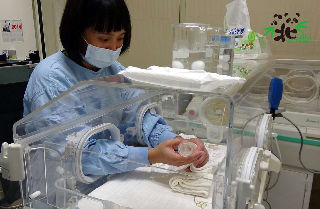 保育员几乎十项全能〜「圆宝」奶爸奶妈不好当