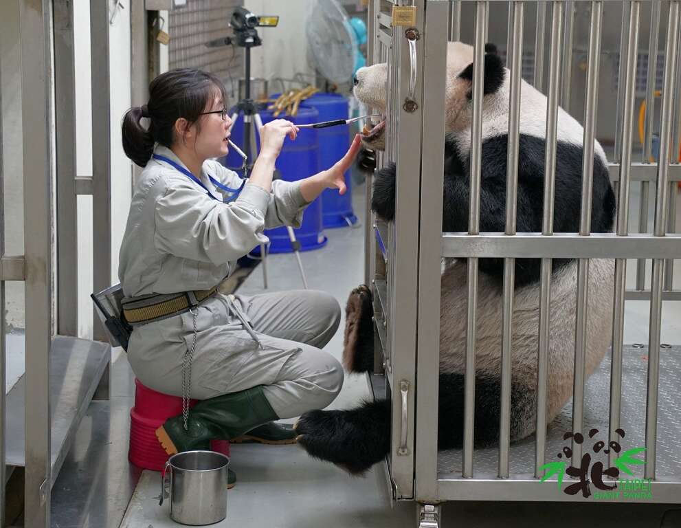 保育员帮「圆圆」清洁牙齿