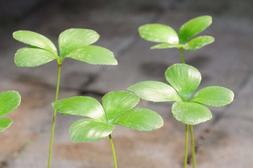 图1美叶苏铁幼苗展叶排列像4瓣幸运草，又有「幸运草铁树」美称。