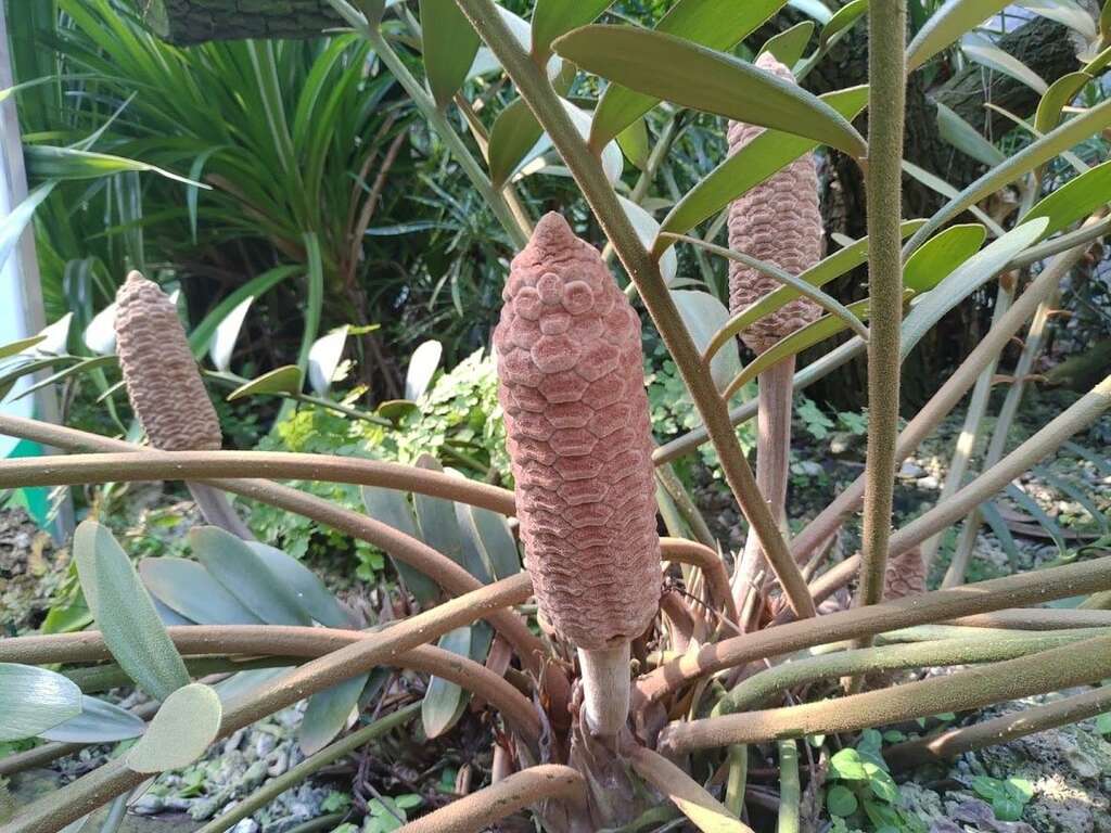 圖2美葉蘇鐵柱狀雌毬花形狀、尺寸都像烤玉米。