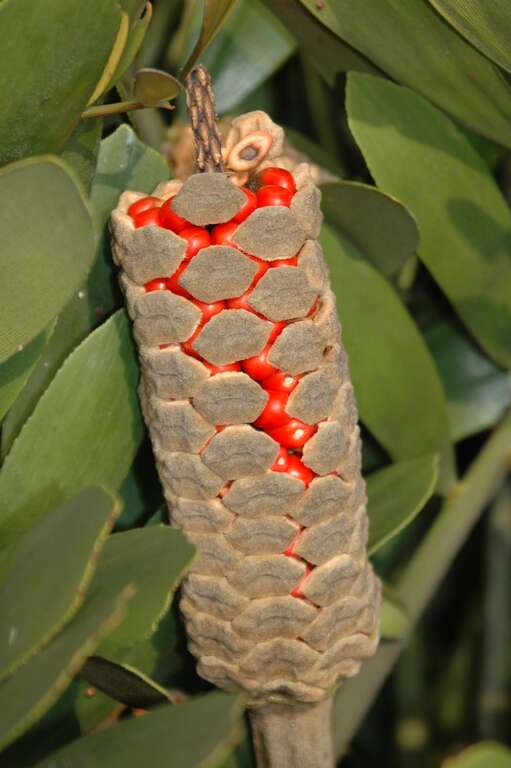 图3美叶苏铁雌株成熟才会开裂出红色种子，但一般很少结果。