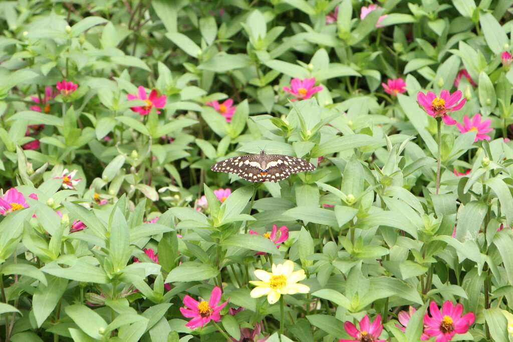 花叢間隨處可見蝴蝶絢麗的身影