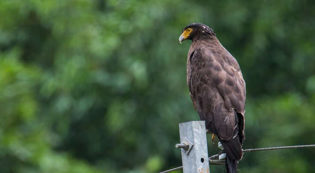 01天气晴朗时有机会见到台北市常见的郊山老鹰-大冠鹫
