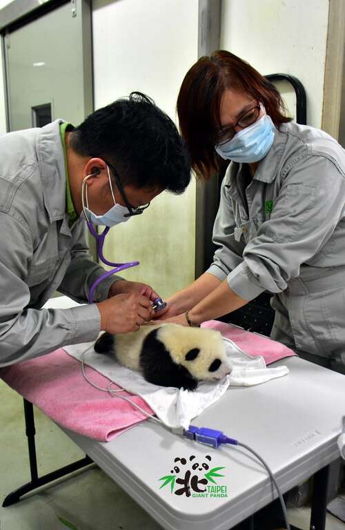 為了不要太影響到動物的作息，整個體檢過程會在10分鐘內結束（8月13日）