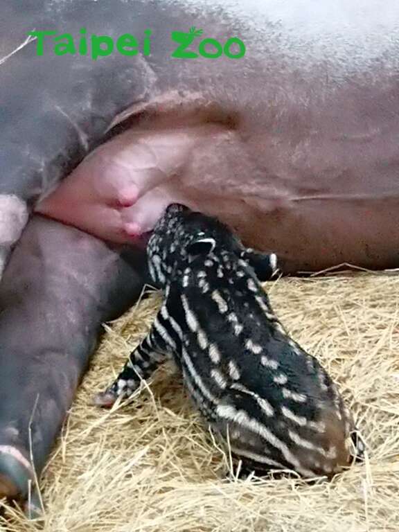 新生寶寶順利吃到貘芳的奶水