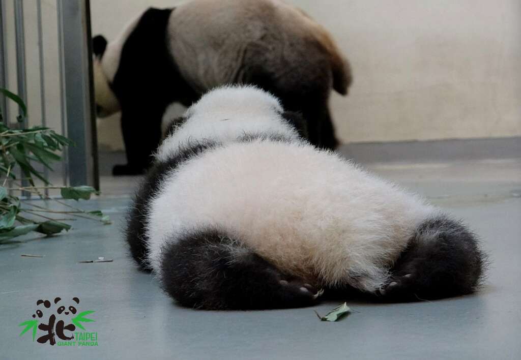 「圆宝」：妈咪等等我呀！