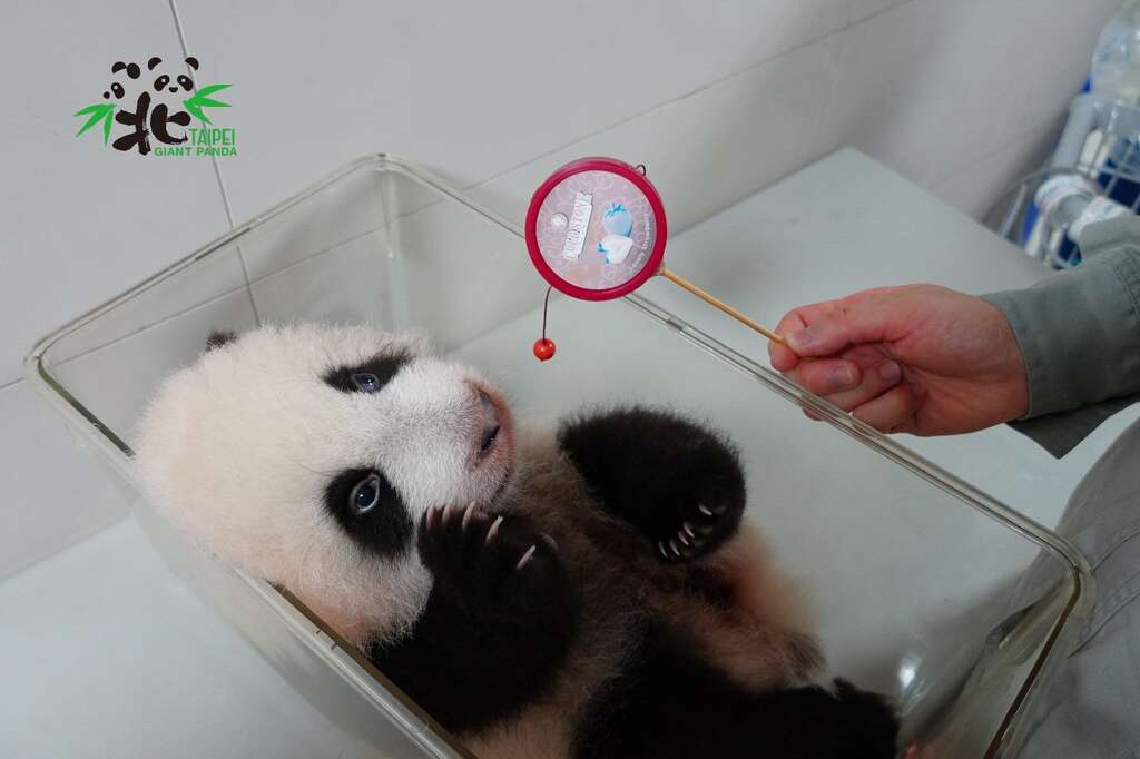 「圓寶」：哥哥借我玩一下