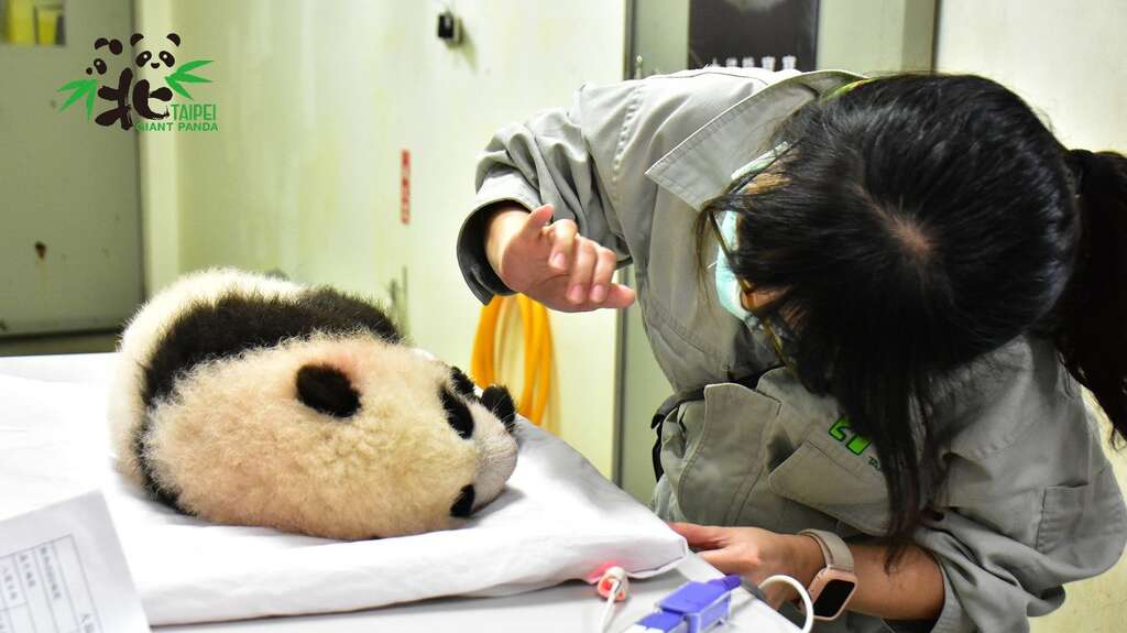 獸醫師姊姊：「圓寶」~瞄！