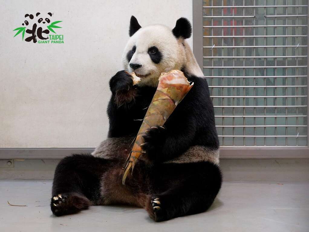 「圆圆」：宝贝~牙齿长好之後，就可以和妈妈一样吃特大号的笋子了！