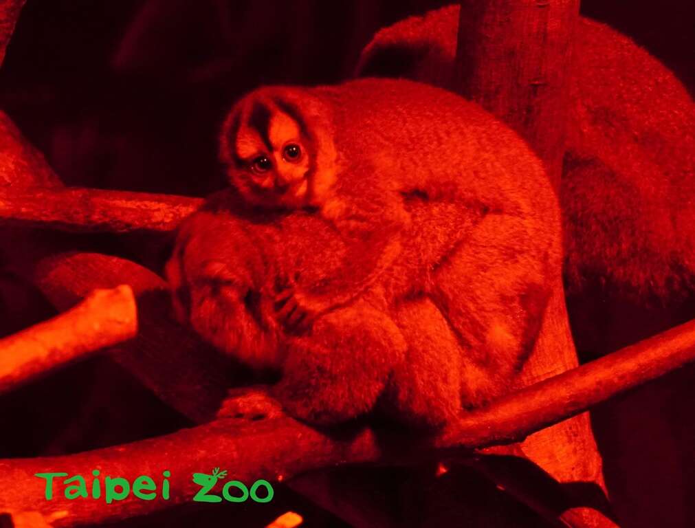 属於小型灵长类的阿氏夜猴，刚出生的宝宝多是由爸爸和妈妈抱在胸前或背上