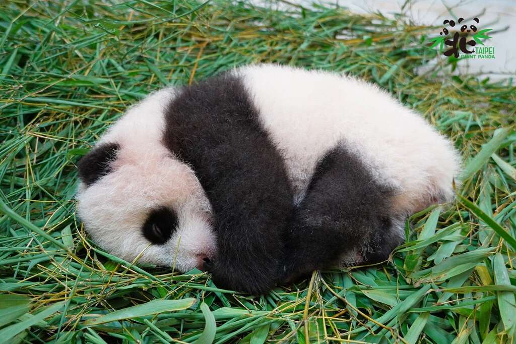「圓寶」假睡中，打算趁媽媽不在家偷溜出去玩！