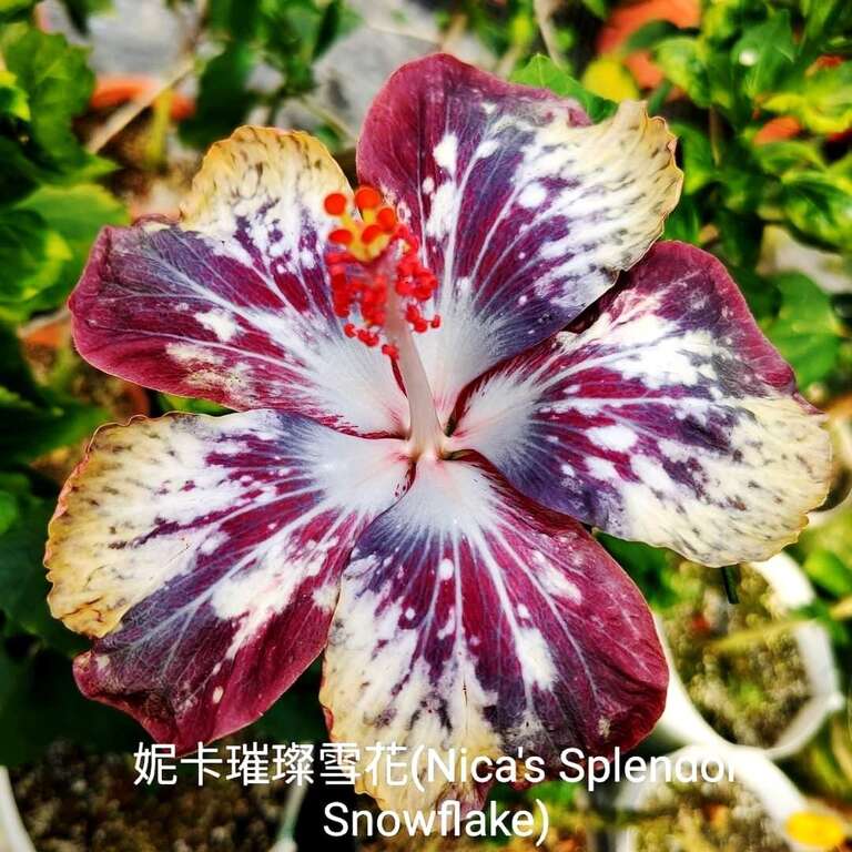 妮卡璀璨雪花(Nica's Splendor Snowflake)