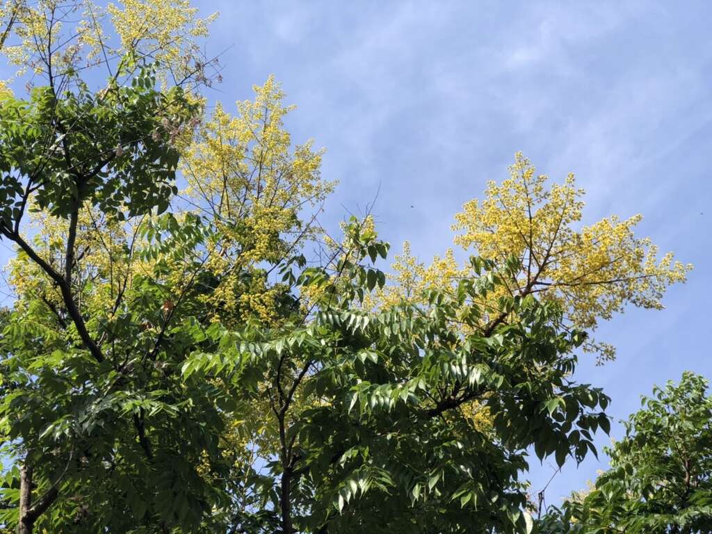 黄花朵朵正在盛开