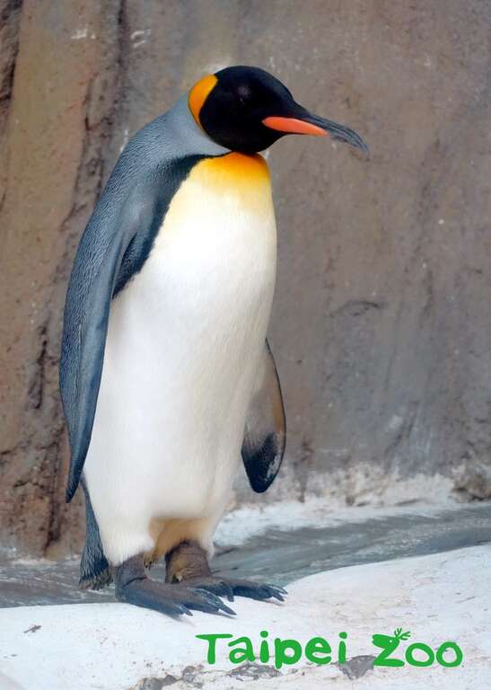 2000年引进的国王企鹅，第一代个体均迈向老龄