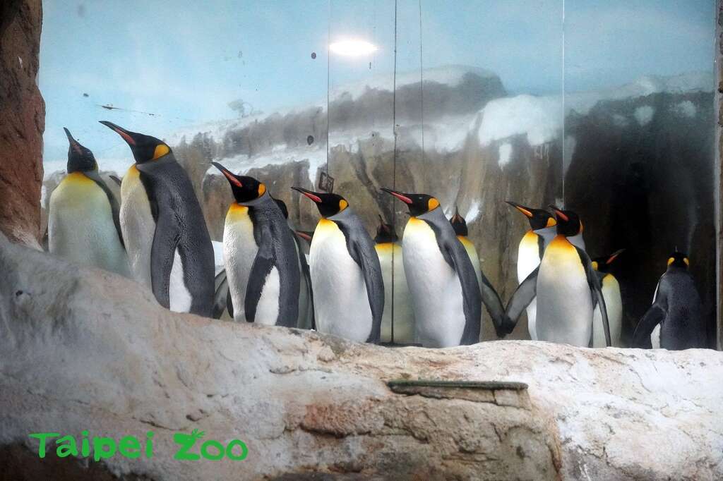 由日本天王寺来的国王企鹅，检疫期满就可以和大家见面