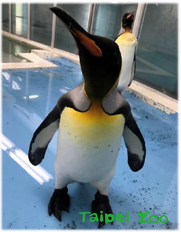 台北市立动物园向日本天王寺动物园借殖的国王企鹅（雌性个体）