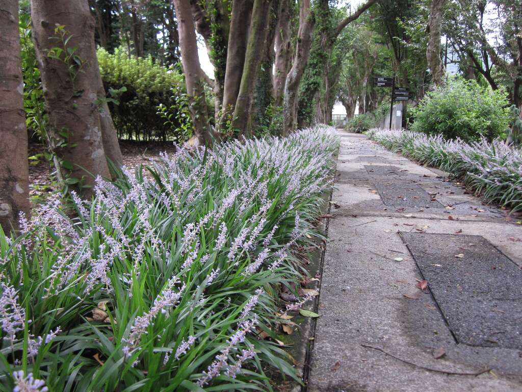 盛花的麥門冬簇擁於步道兩側