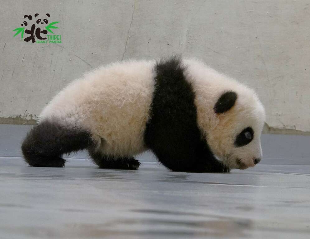 「圓寶」:原來用「走」的這麼快呀!