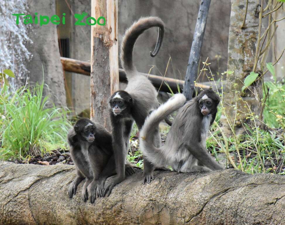 猴和猿最简单分辨的方法就是大部分的「猴」都有尾巴（棕蜘蛛猴）