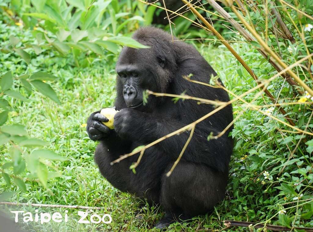 靈長目動物的腦部發展相較其他動物更為複雜,智商比一般動物高(金剛猩猩)