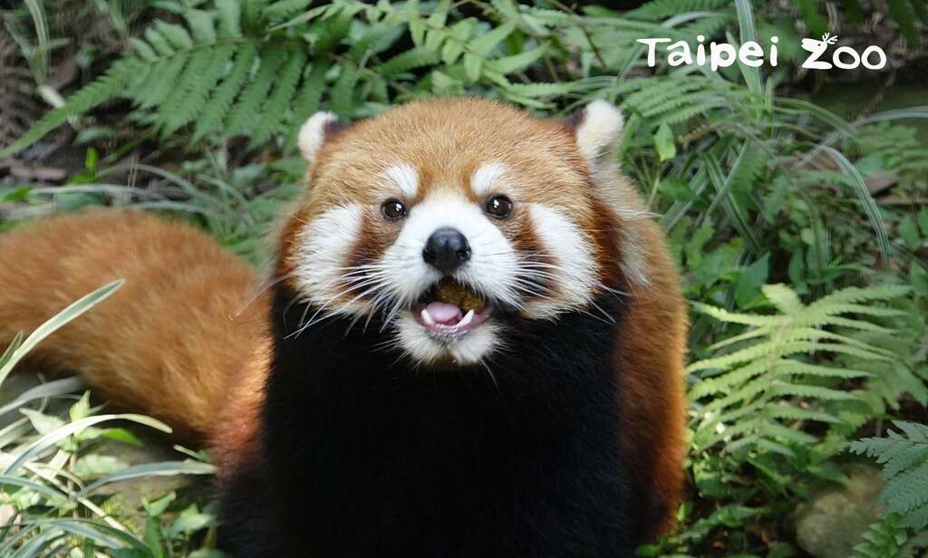 小猫熊Red panda和大猫熊Giant panda是两个完全不同的物种