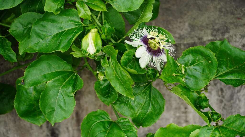 百香果花果