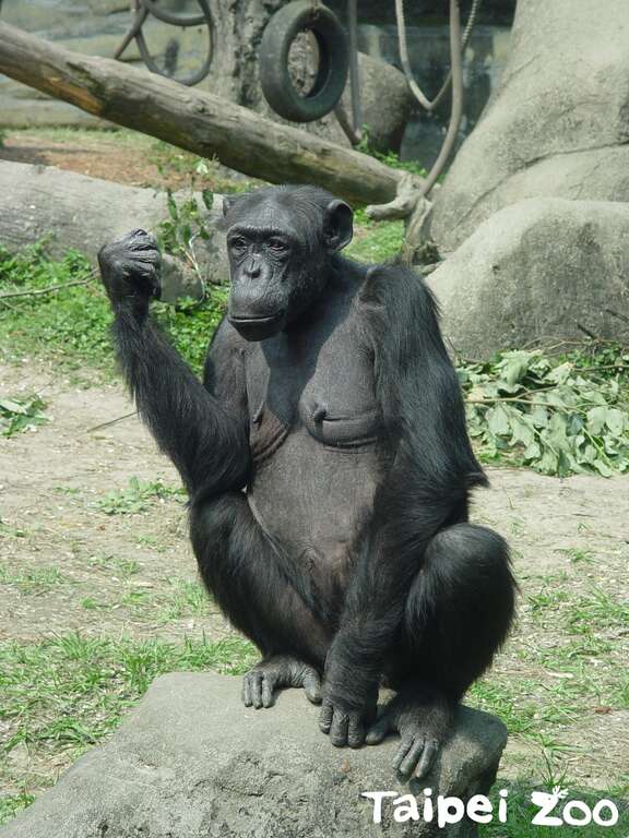 「阿美」阿嬤是動物園在圓山時期就很受遊客喜歡的動物