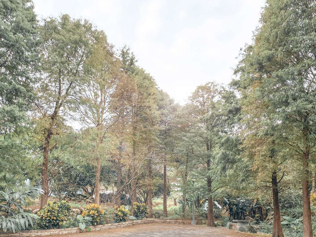 落羽松正逐步換上新裝，由翠綠轉為金黃