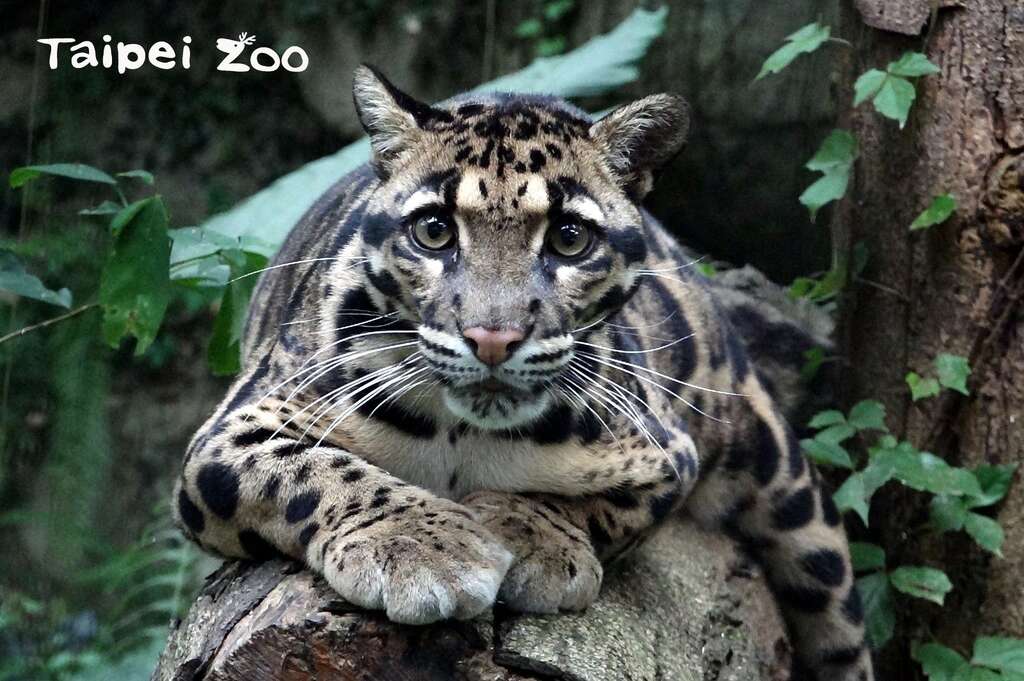 「大猫」和「小猫」的界定，可未必是以体型来区分呦！(云豹「Suki」)
