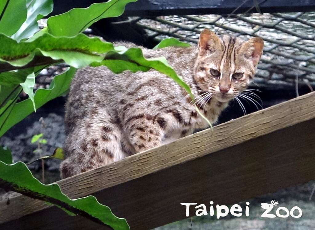 猫亚科动物无论体型大小，都擅长爬树(石虎「小母」)