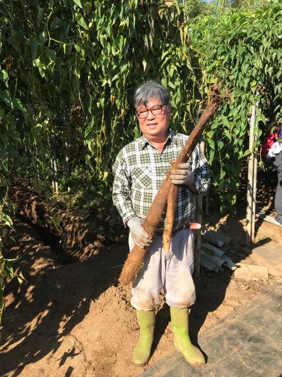 山藥體驗