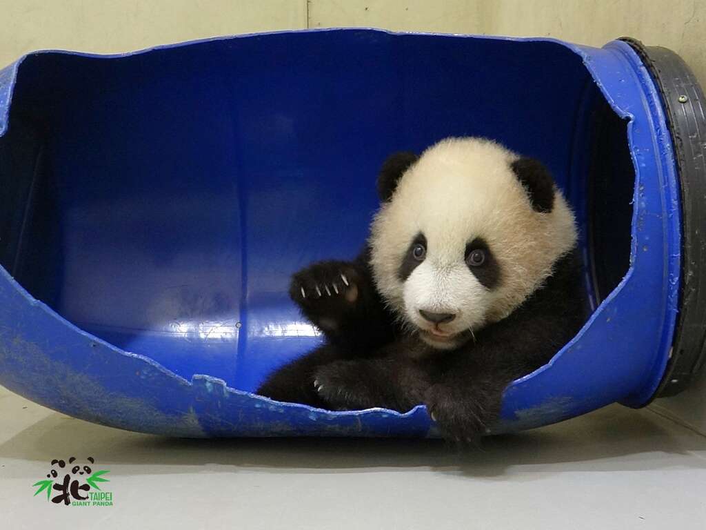 圓寶：這邊還有一個位置耶~一起坐進來玩！