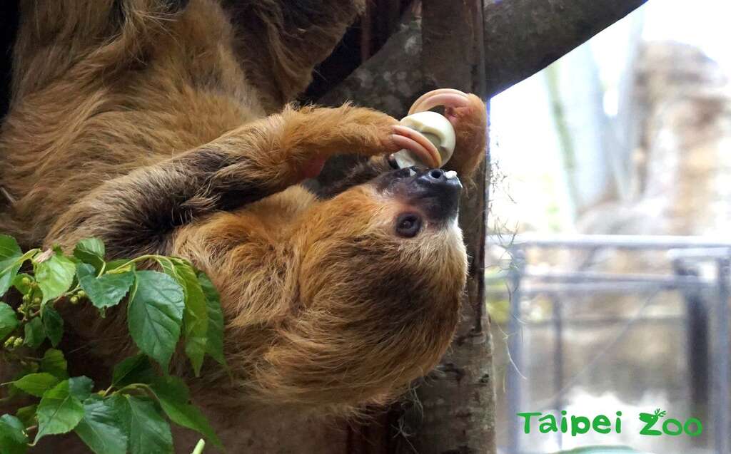 叶黄：水煮蛋真是美味啊！（二趾树獭）