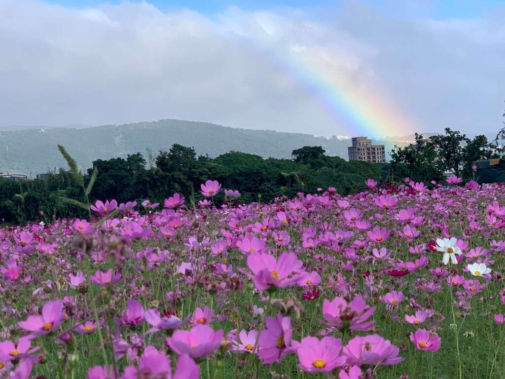 大波斯菊與彩虹相輝映