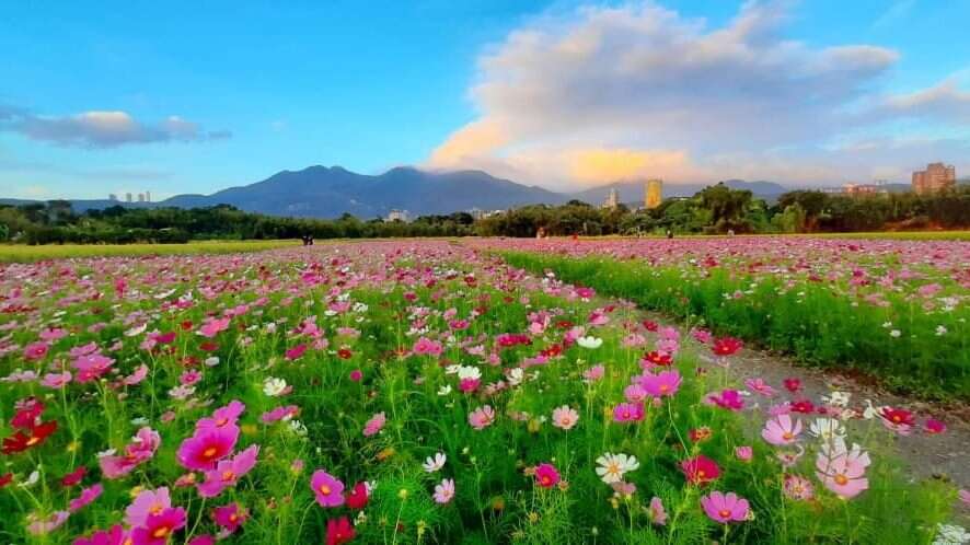 山邊的一抹斜陽伴著花海，格外動人